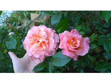 WP 20170709 10 29 23 Pro.jpg