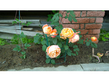 WP 20170709 10 27 28 Pro.jpg