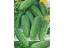 ������ ������ F1 19,60