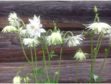 ��������� ������ ����