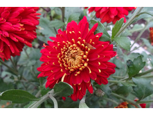 ��������� ���������� "������ "