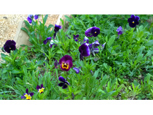 WP 20170527 09 53 57 Pro.jpg