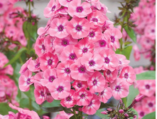 �������*