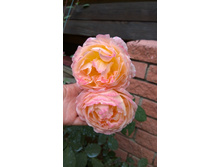 WP 20170721 09 23 21 Pro.jpg