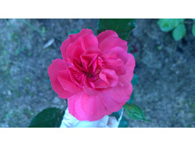 WP 20170811 16 29 26 Pro.jpg