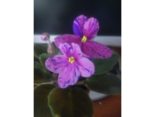 Optimara Little Hopi II. ����������� Holtkamp