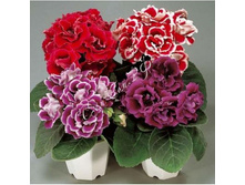 ��������� ������� F1 � ������. 10�� ������� 39,90 ���.[���.3004065]