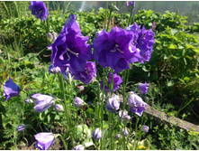 ����������� �������������� ��������