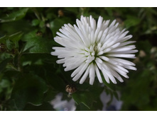 �������  ������ ��������� 3-4 �� ������ 35 �� �������� ��������