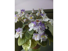 Toy Castle. �����������: S. Sorano