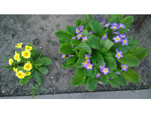 WP 20170520 19 45 32 Pro.jpg