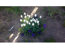 WP 20170528 16 16 08 Pro.jpg