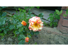 WP 20170629 10 50 27 Pro  highres.jpg