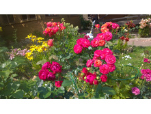 WP 20170729 11 40 00 Pro.jpg