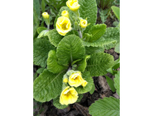 IMG 20170520 191341.jpg