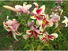 ����� ������