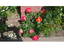 WP 20170713 09 32 07 Pro.jpg