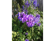 IMG 20170730 165356.jpg