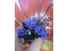 �-������ ����