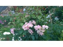 WP 20170728 20 29 48 Pro.jpg