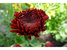 ���������  ���������� "������"