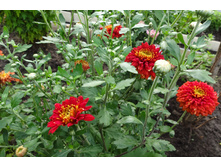 ��������� ���������� "������ "