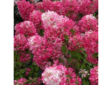 ���� ������� 296�