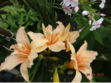 Catharine Hawn 150�