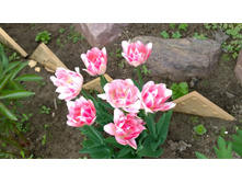 WP 20170527 09 46 04 Pro.jpg