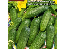 ������ ��������� ������� F1 19,00
