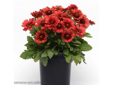 ��������� ����������� ������� ��� ������