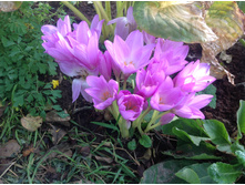 ������������  (��������)