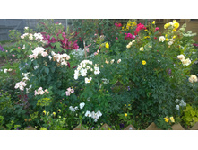 WP 20170803 19 54 25 Pro.jpg