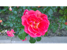 WP 20170716 18 38 24 Pro.jpg