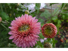 ��������� ���������� "������� ������"