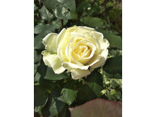 IMG 20170717 083421.jpg