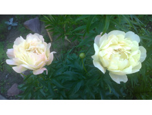 WP 20170628 19 18 50 Pro.jpg