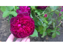 WP 20170820 09 48 59 Pro.jpg