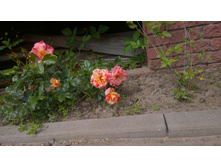 WP 20170630 11 55 51 Pro  highres.jpg