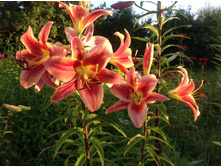 ����� �������  ���