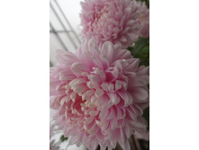 ��������� ���������� "������� ��������"