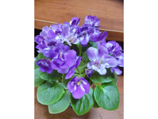 Munchkin' Kisses (S.Sorano)