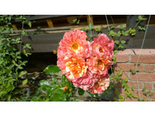 WP 20170914 10 05 16 Pro.jpg