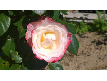 WP 20170713 09 33 35 Pro.jpg