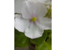 �-���� ����� (�����)