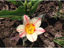 ������� ���� ����