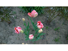 WP 20170520 19 45 06 Pro.jpg