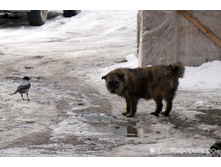 1487153194sobachka zamerzla 1.jpg