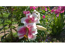 WP 20170804 09 52 50 Pro.jpg