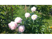 WP 20170713 09 37 12 Pro.jpg